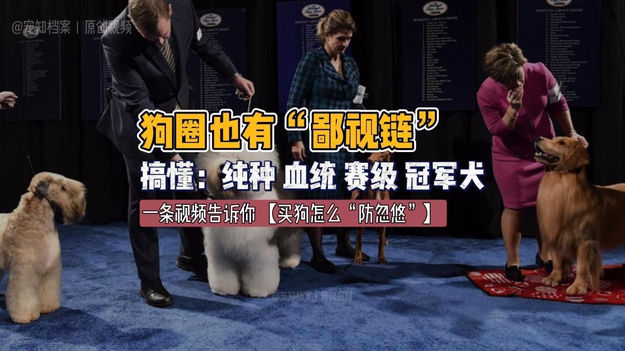 血統級和賽級有什么區別