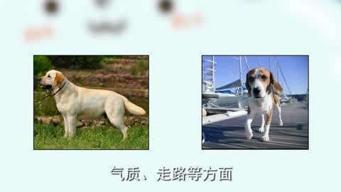 血統級和賽級有什么區別