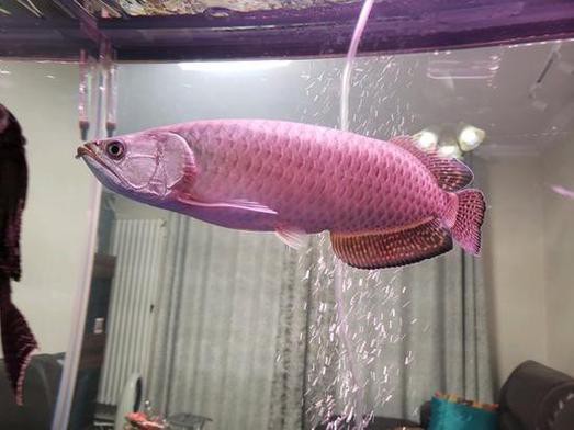 金龍魚有哪些系列的 金龍魚有哪些系列的 龍魚百科 第4張