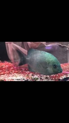 金龍魚有哪些系列的 金龍魚有哪些系列的 龍魚百科 第7張