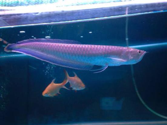 金龍魚有哪些系列的 金龍魚有哪些系列的 龍魚百科 第6張