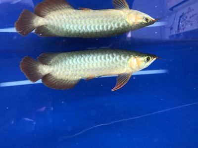 養(yǎng)龍魚買什么品牌的魚缸：養(yǎng)龍魚選擇什么品牌好 養(yǎng)龍魚買什么品牌的魚缸：養(yǎng)龍魚選擇什么品牌好 龍魚百科 第1張