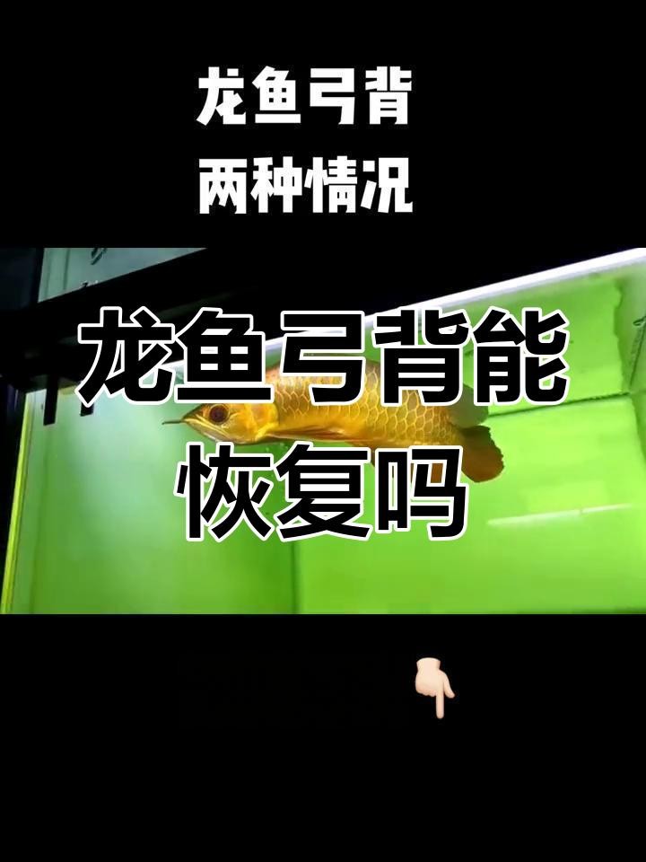 龍魚弓背能完全治愈嗎？