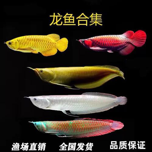 白子黃化龍魚圖片