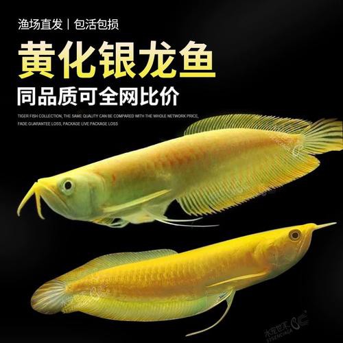 白子黃化龍魚圖片