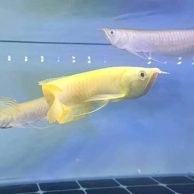 白子黃化龍魚圖片