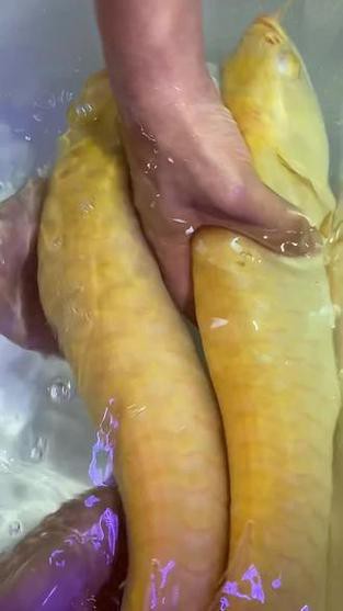 白子黃化龍魚圖片