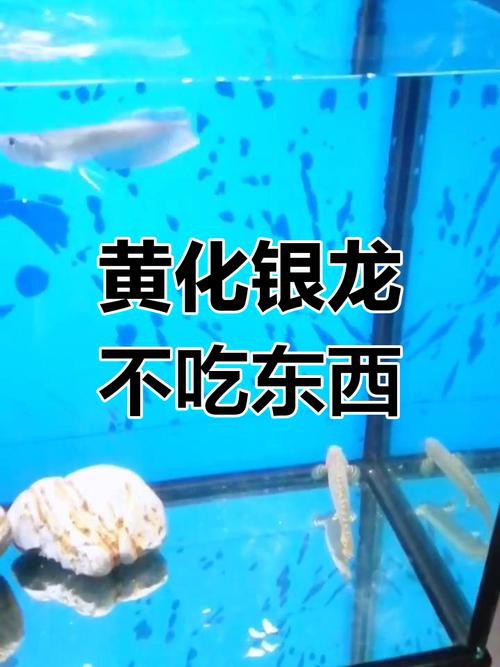 白子黃化龍魚圖片