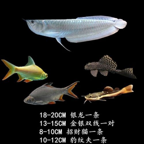 白子黃化龍魚圖片