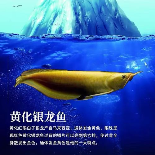 白子黃化龍魚圖片