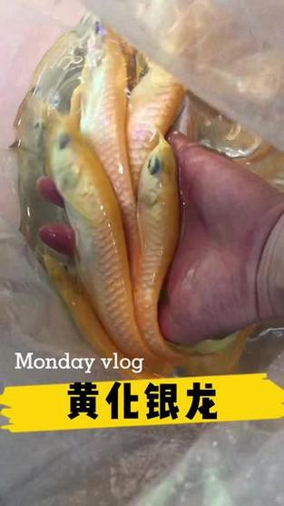白子黃化龍魚圖片