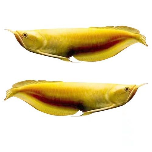 白子黃化龍魚圖片