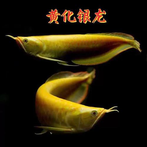 白子黃化龍魚圖片
