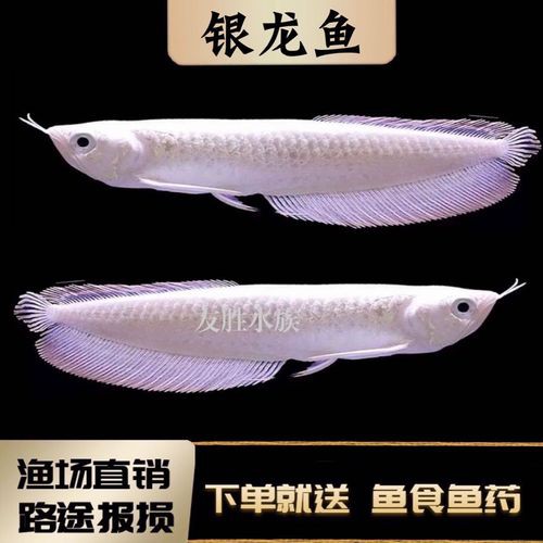 白子黃化龍魚圖片