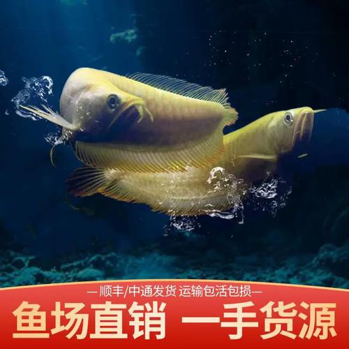 白子黃化龍魚圖片