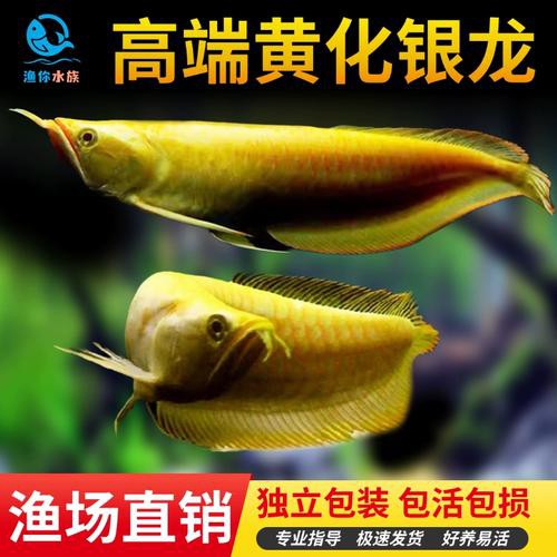 白子黃化龍魚圖片