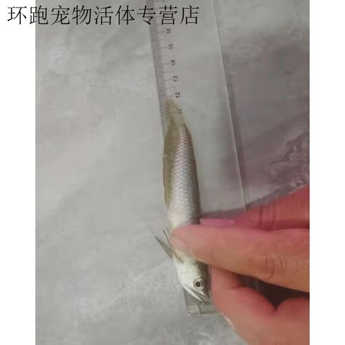 白子黃化龍魚圖片