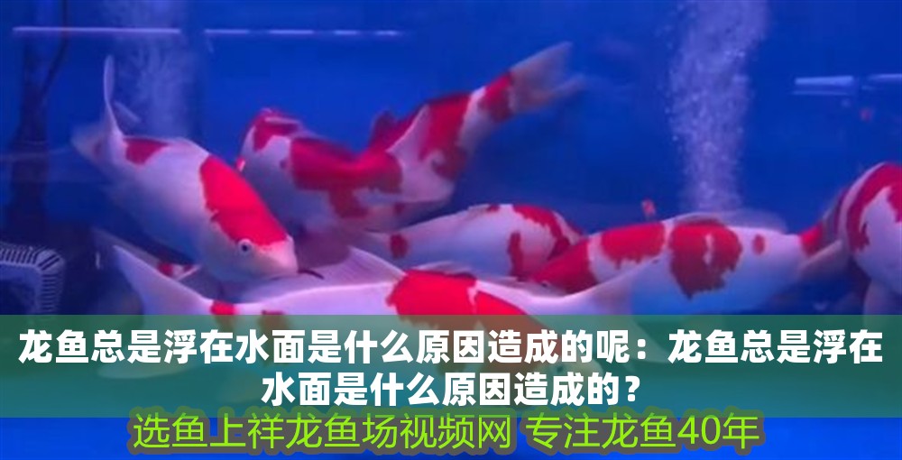 龍魚總是浮在水面是什么原因造成的呢：龍魚總是浮在水面是什么原因造成的？
