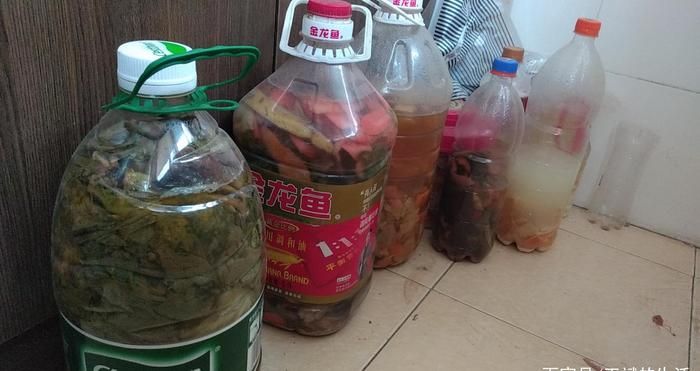 土龍魚的營養價值及功效與作用 龍魚百科 第1張 土龍魚的營養價值及功效與作用 土龍魚的營養價值及功效與作用 龍魚百科 第1張