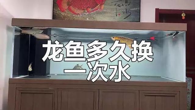 龍魚缸的清理和換水頻率