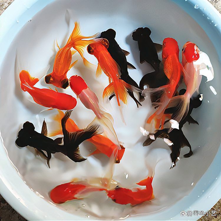 金龍魚呼吸急促什么原因造成的