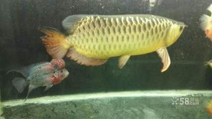 鄭州哪里有賣龍魚的