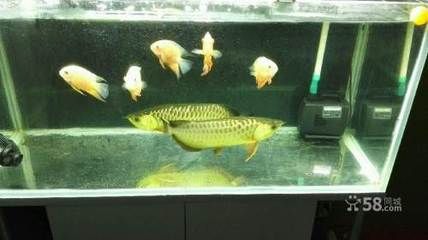 鄭州哪里有賣龍魚的