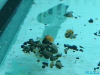 龍魚喂小魚糞便什么顏色好一點：龍魚喂小魚的糞便顏色是黑色的嗎