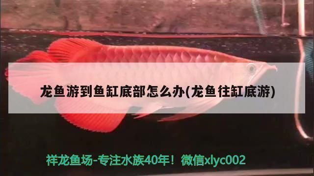 龙鱼有时候往缸底游正常吗：龙鱼偶尔游向缸底可能有多种原因