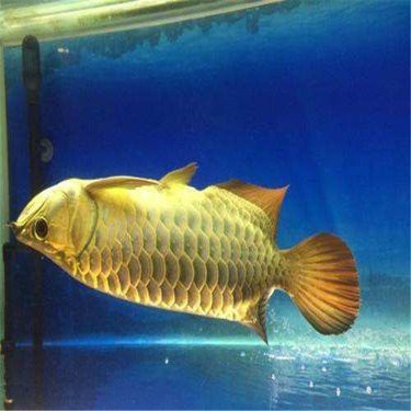 帝龍紅龍魚的市場價格如何