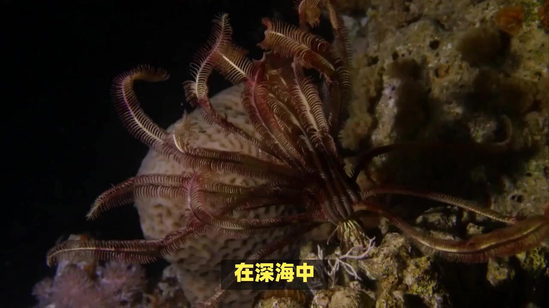 野生海龍魚的圖片高清