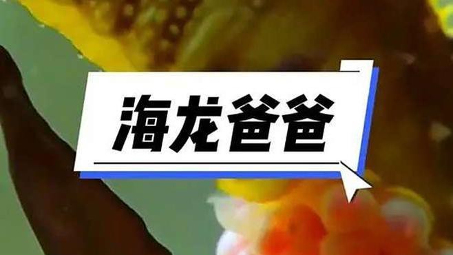 野生海龍魚的圖片高清