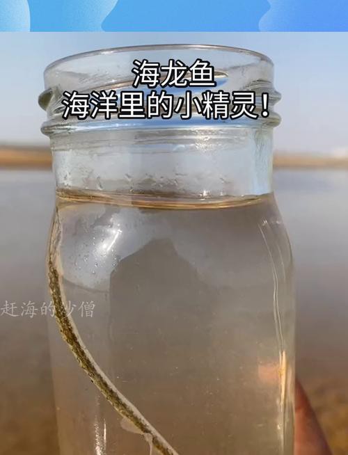 野生海龍魚的圖片高清