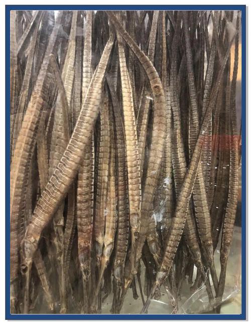 野生海龍魚的圖片高清