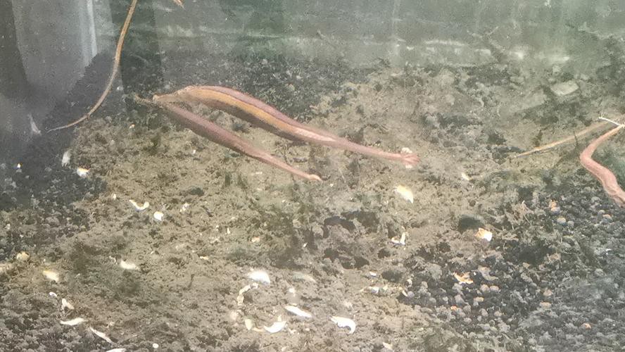 野生海龍魚的圖片高清