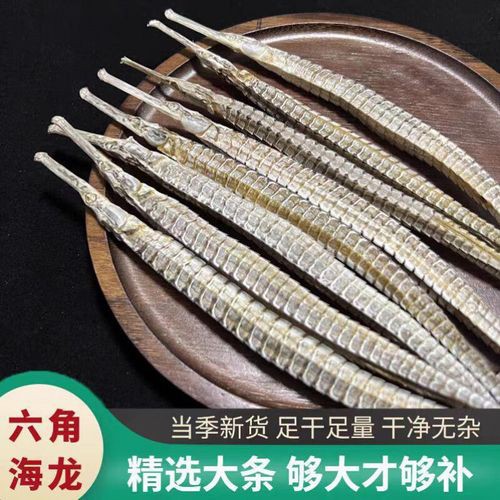 野生海龍魚的圖片高清
