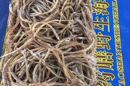 野生海龍魚的圖片高清