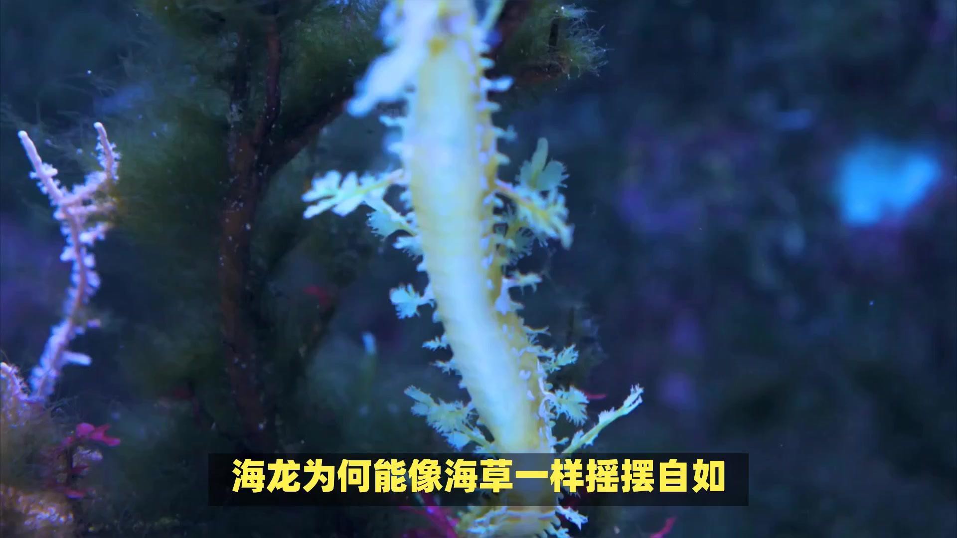 野生海龍魚的圖片高清