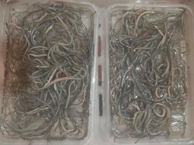 野生海龍魚的圖片高清