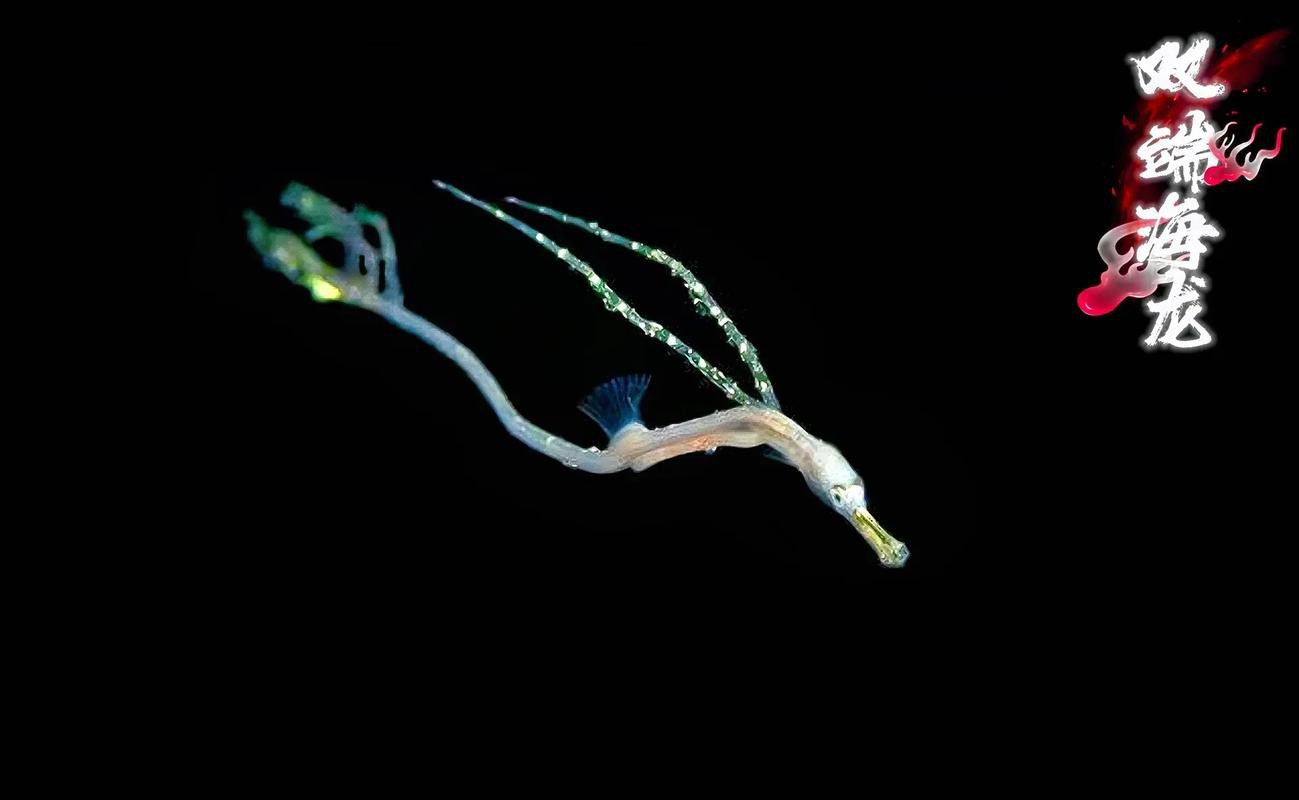 野生海龍魚的圖片高清