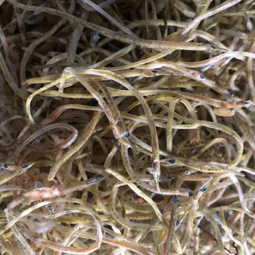 野生海龍魚的圖片高清