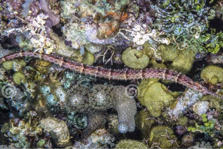 野生海龍魚的圖片高清