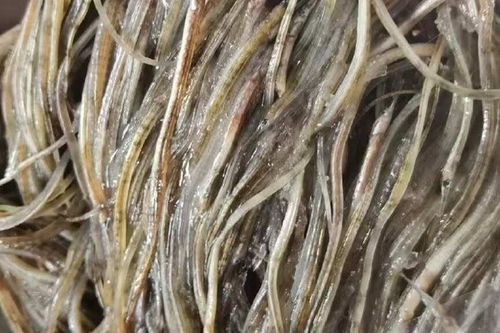 野生海龍魚的圖片高清