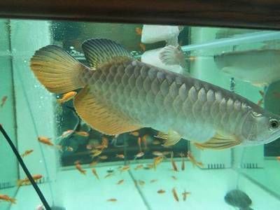 金龍魚幾年成年：關于金龍魚成年的詳細信息