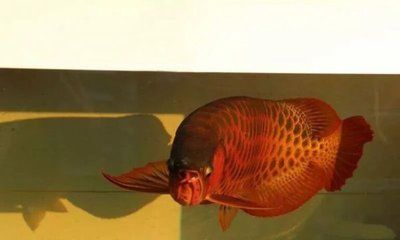 龍魚阿捷【龍魚阿捷在抖音上的活動非常豐富】