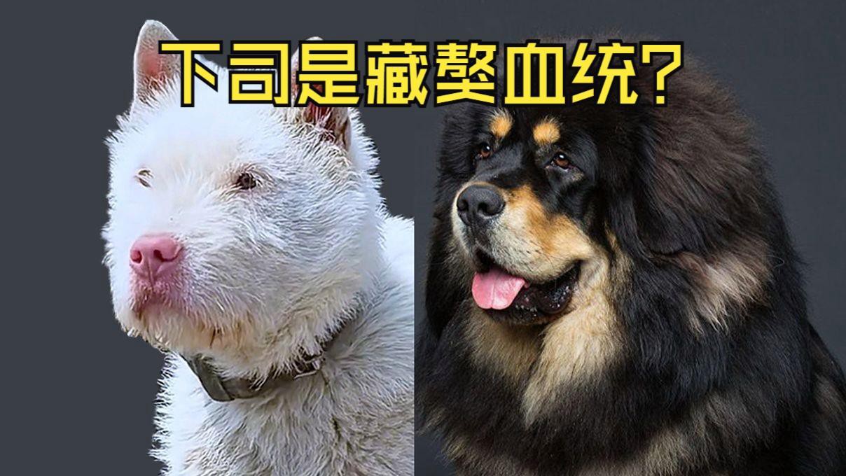 這兩種稀有品種的價格是多少？ 這兩種稀有品種的價格是多少？ 龍魚百科 第6張
