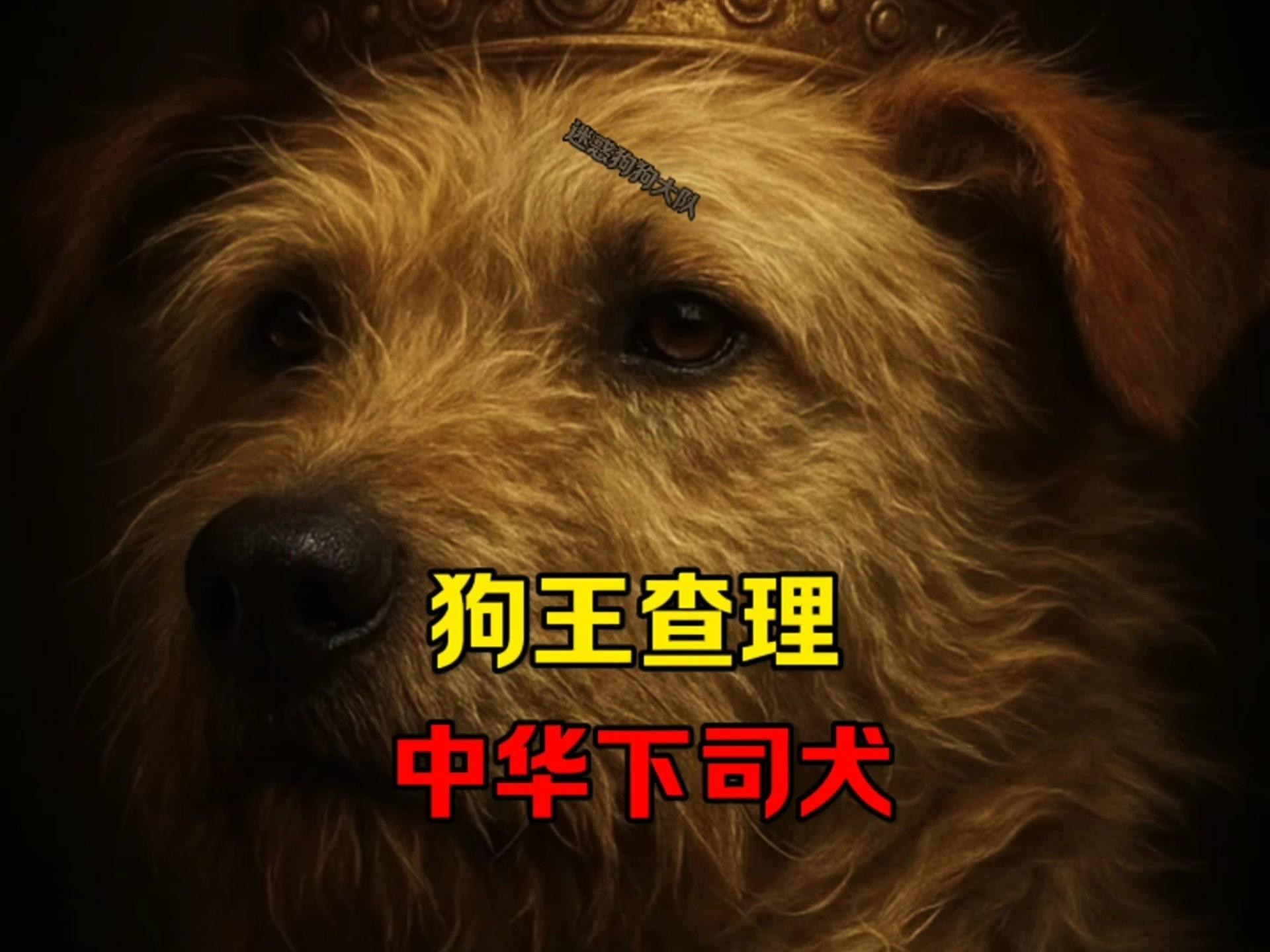 這兩種稀有品種的價格是多少？ 這兩種稀有品種的價格是多少？ 龍魚百科 第3張