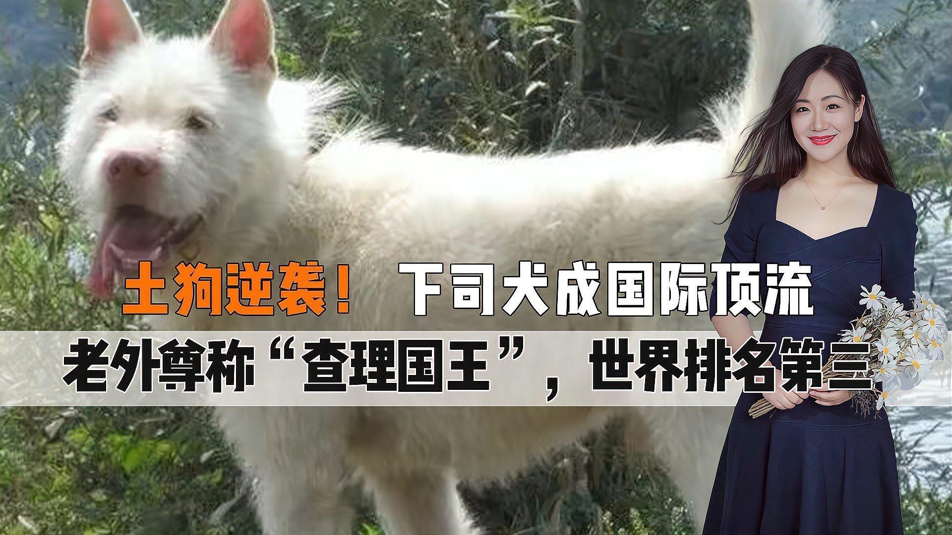 這兩種稀有品種的價格是多少？ 這兩種稀有品種的價格是多少？ 龍魚百科 第4張