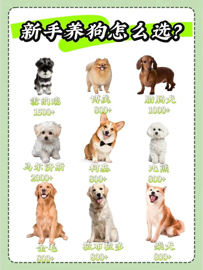 這兩種稀有品種的價格是多少？ 這兩種稀有品種的價格是多少？ 龍魚百科 第9張