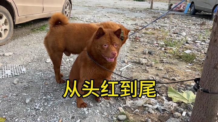 這兩種稀有品種的價格是多少？ 這兩種稀有品種的價格是多少？ 龍魚百科 第14張